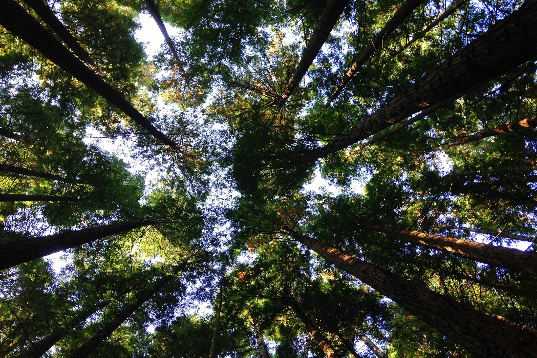 world environment day trees forest greenery